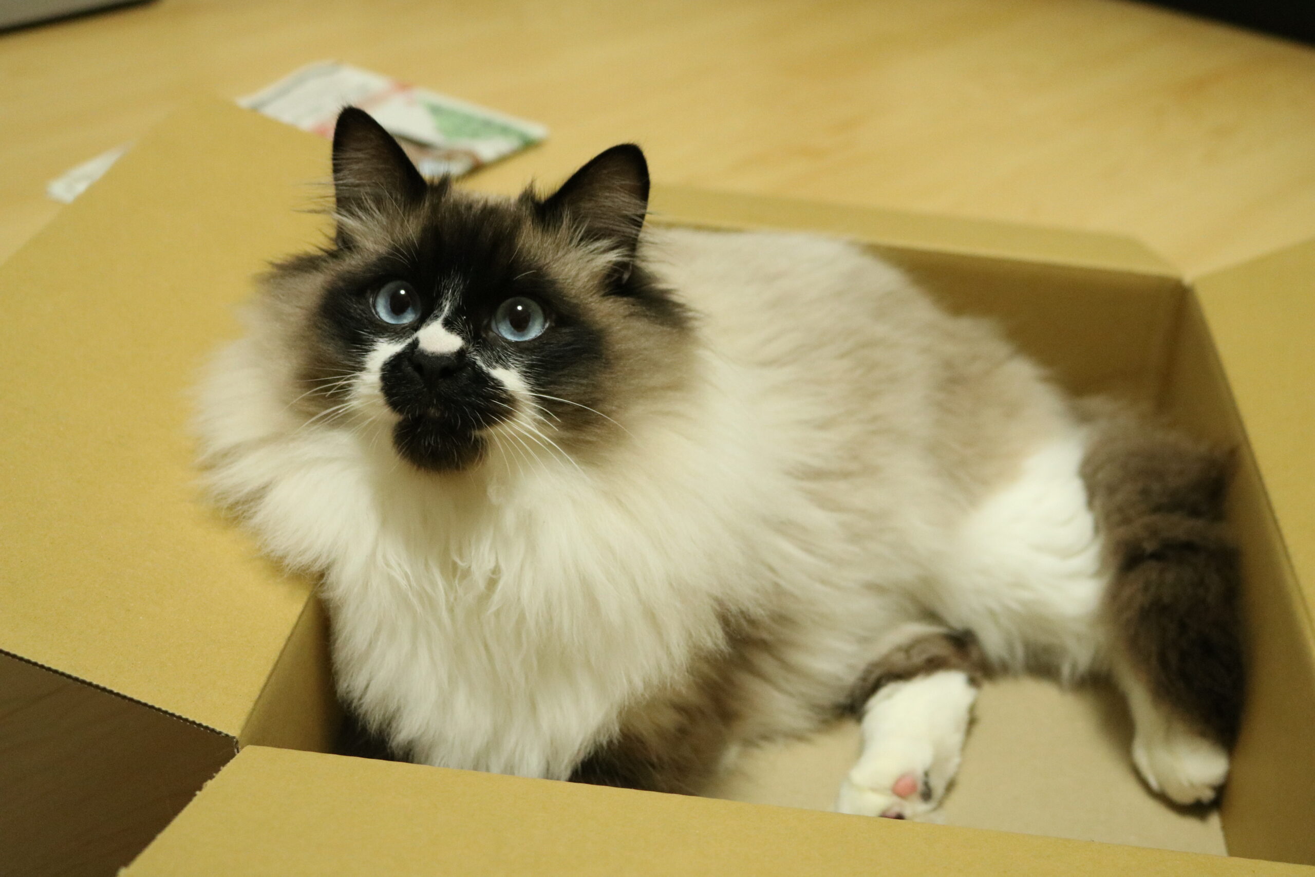 猫